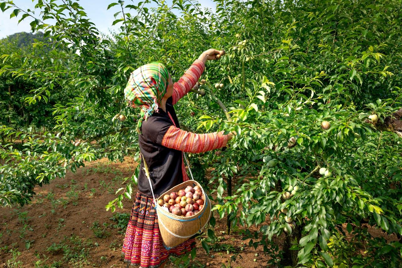 Can I extend a UK seasonal work visa?